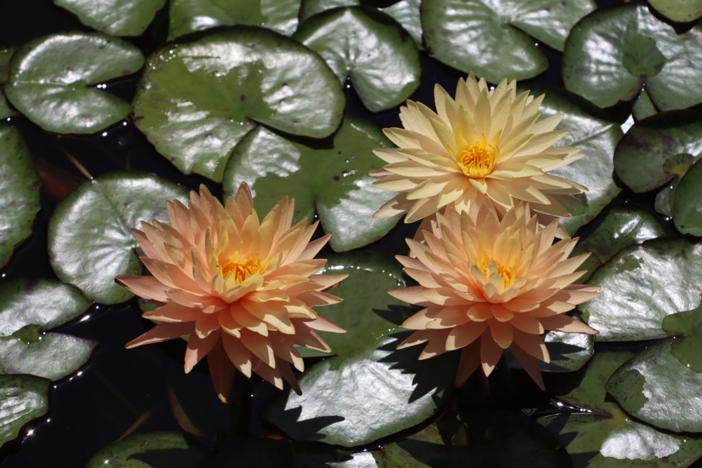 2022 Hardy Waterlily 11 - July 26 2022