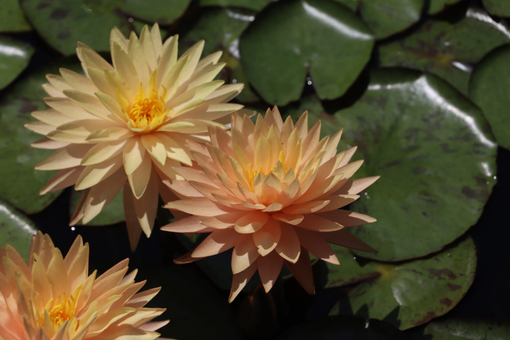 2022 Hardy Waterlily 11 - July 26 2022