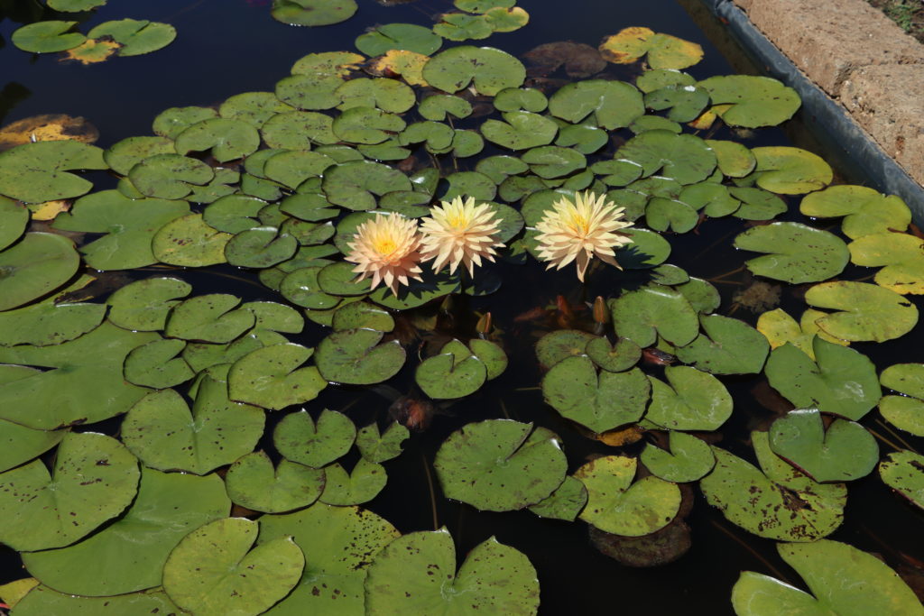 2022 Hardy Waterlily 11 - August 01 2022