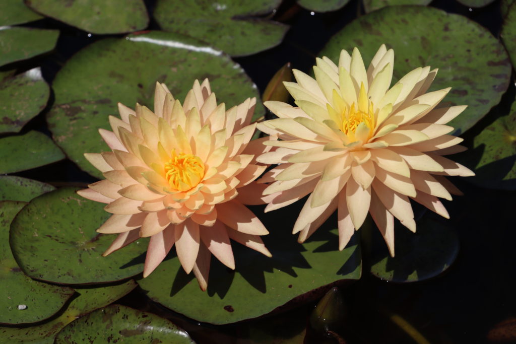 2022 Hardy Waterlily 11 - August 01 2022