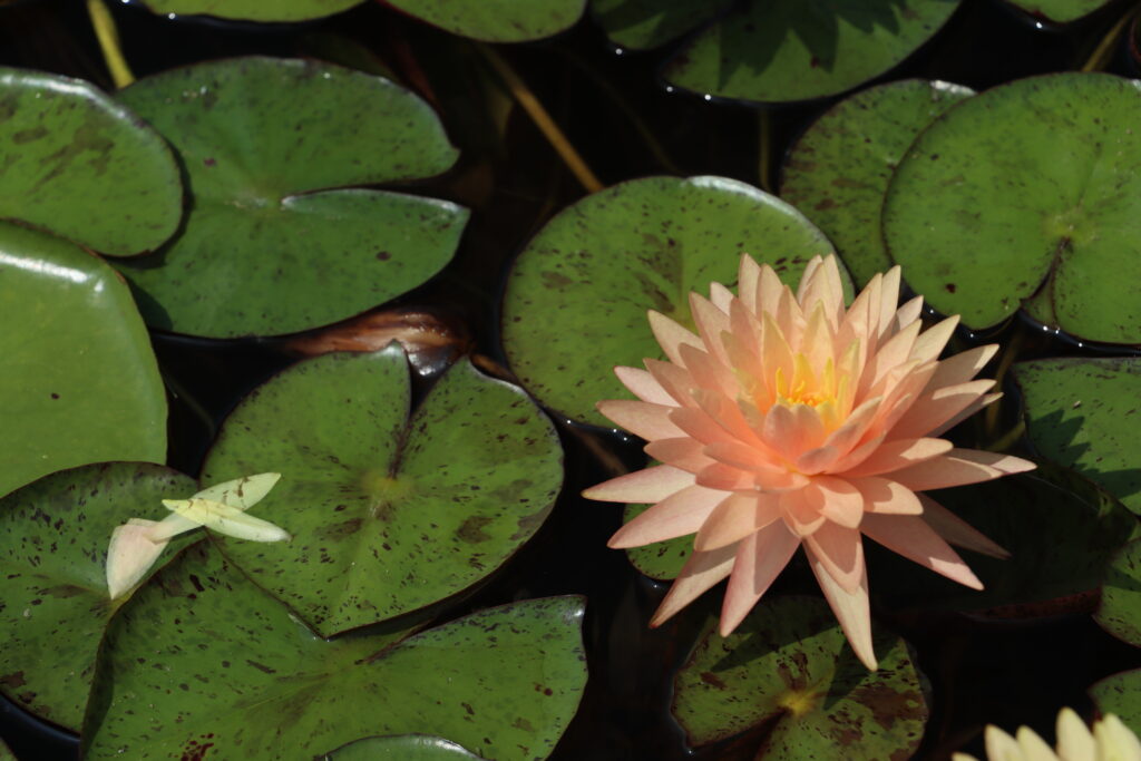 2022 Hardy Waterlily 11 - August 12 2022