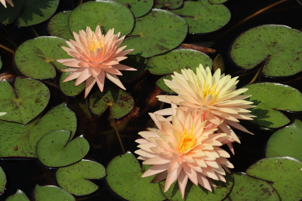 2022 Hardy Waterlily 11 - August 12 2022