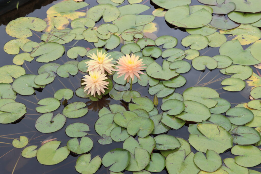 2022 Hardy Waterlily 11 - August 15 2022