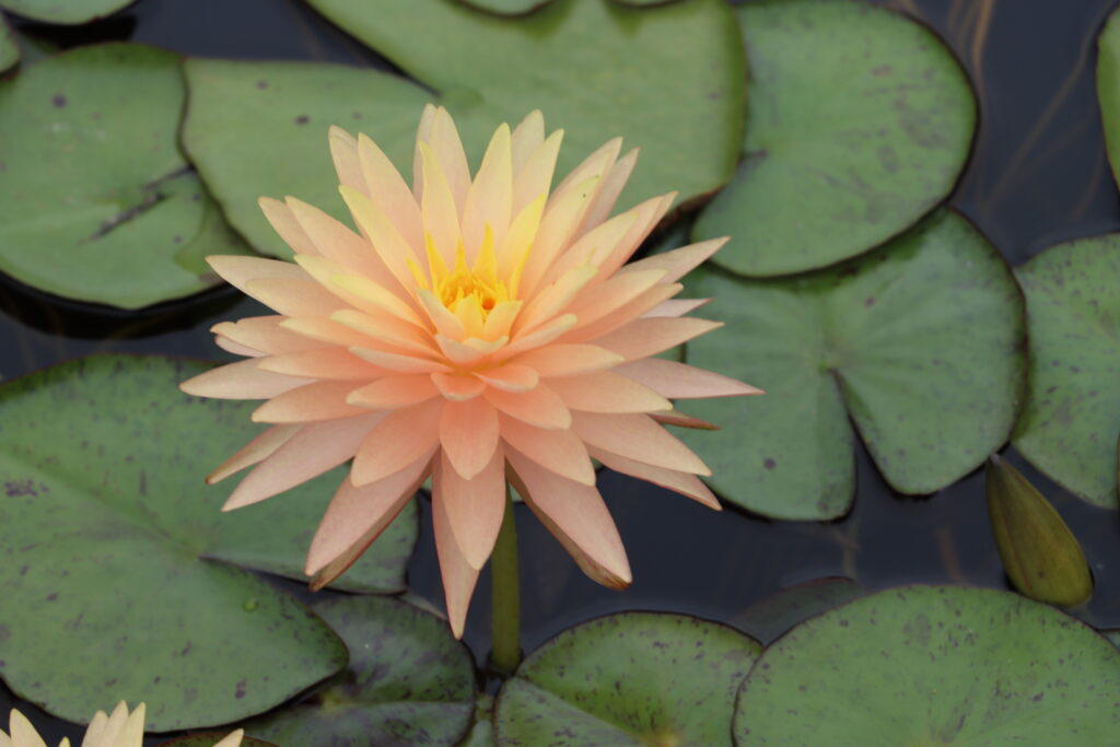2022 Hardy Waterlily 11 - August 15 2022