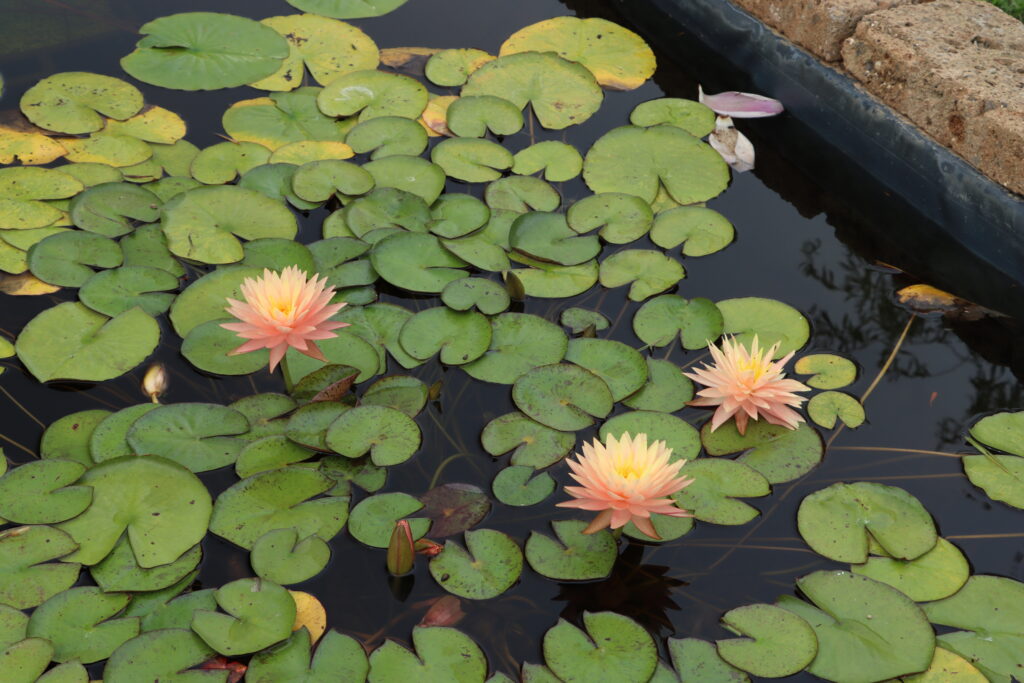 2022 Hardy Waterlily 11 - August 17 2022