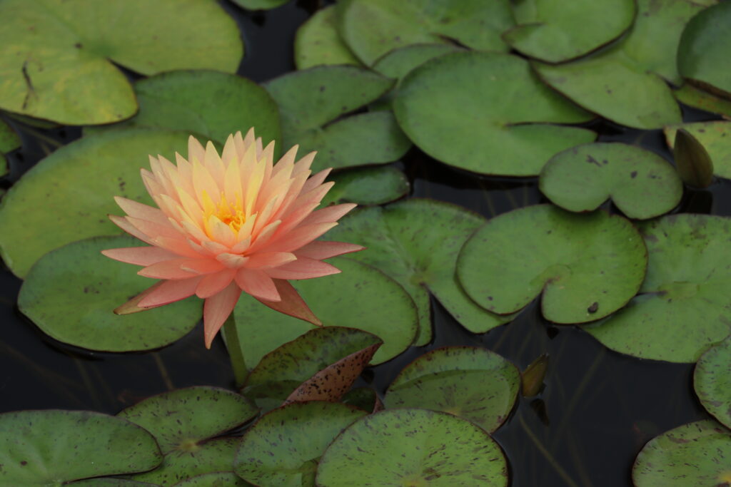 2022 Hardy Waterlily 11 - August 17 2022