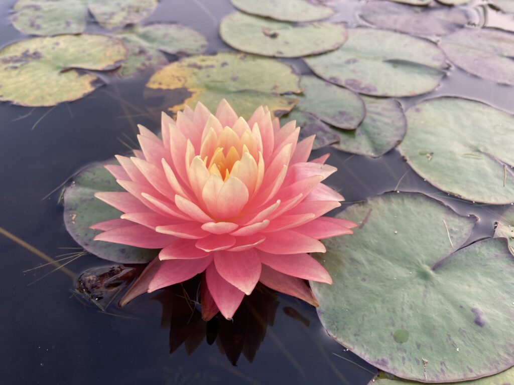 2022 Hardy Waterlily 11 - October 17 2022