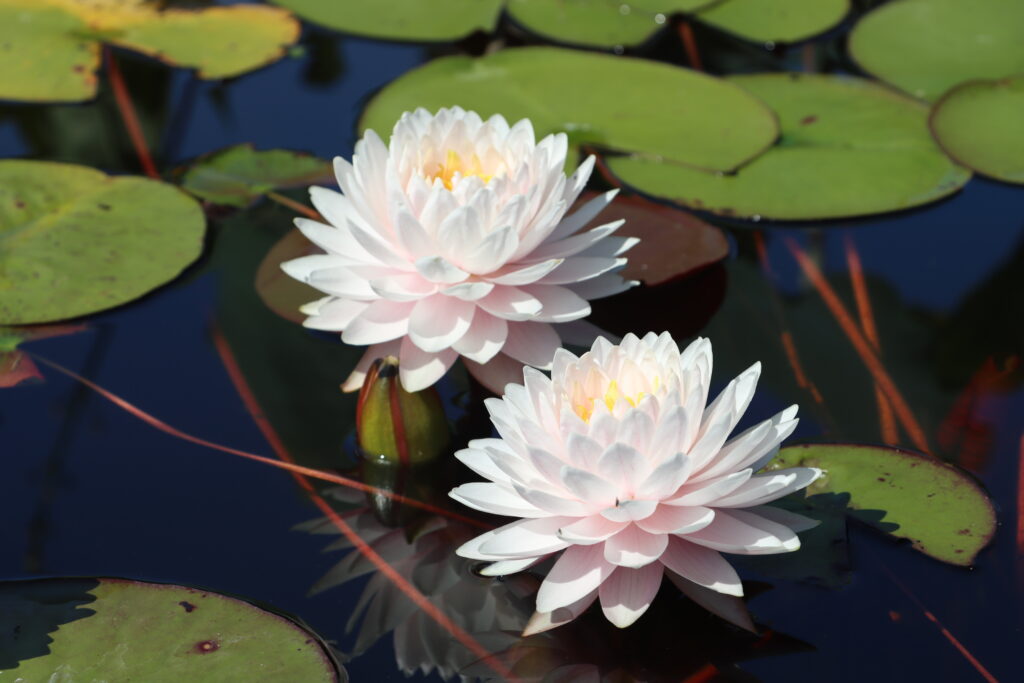 2022 Hardy Waterlily 12 - August 13 2022