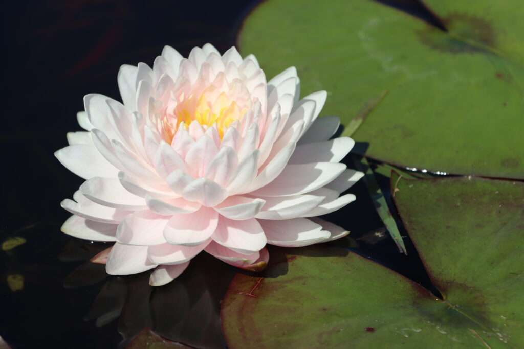 2022 Hardy Waterlily 12 - August 13 2022
