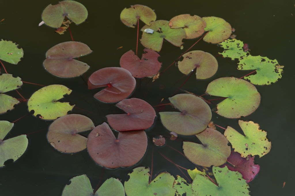 2022 Hardy Waterlily 12 - June 23 2022