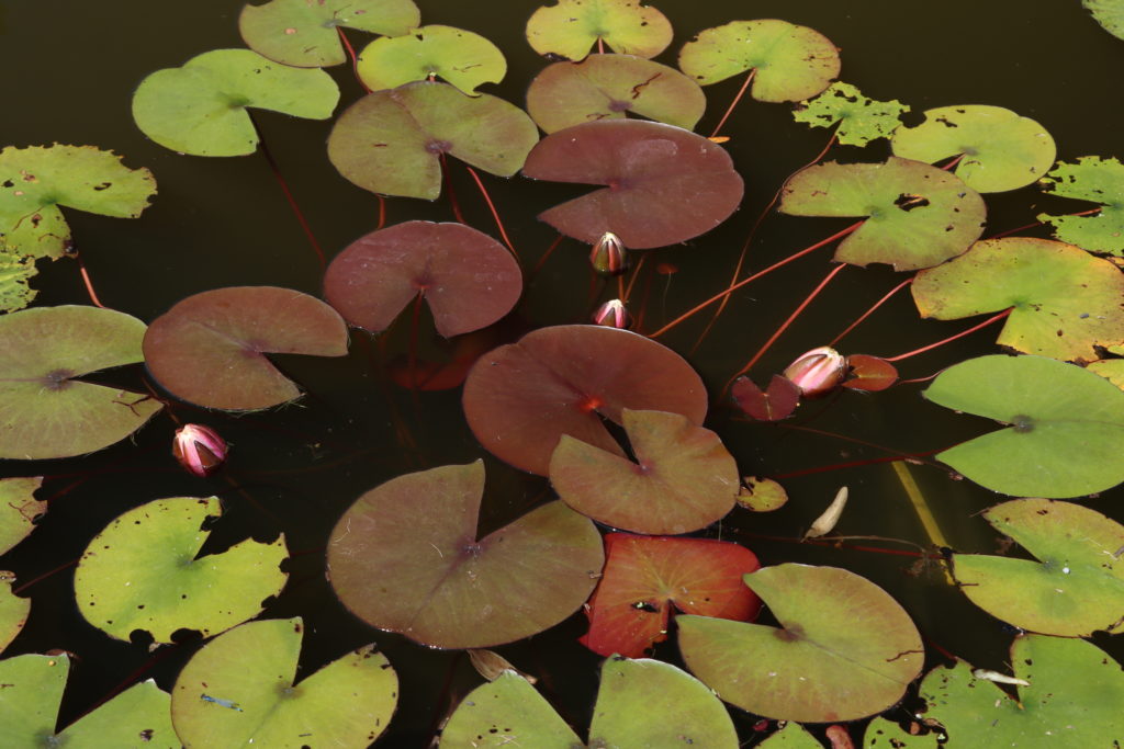 2022 Hardy Waterlily 12 - June 30 2022