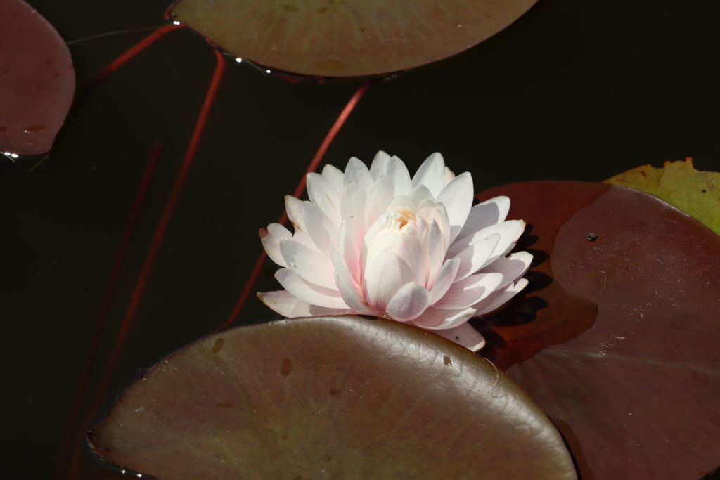 2022 Hardy Waterlily 12 - July 04 2022
