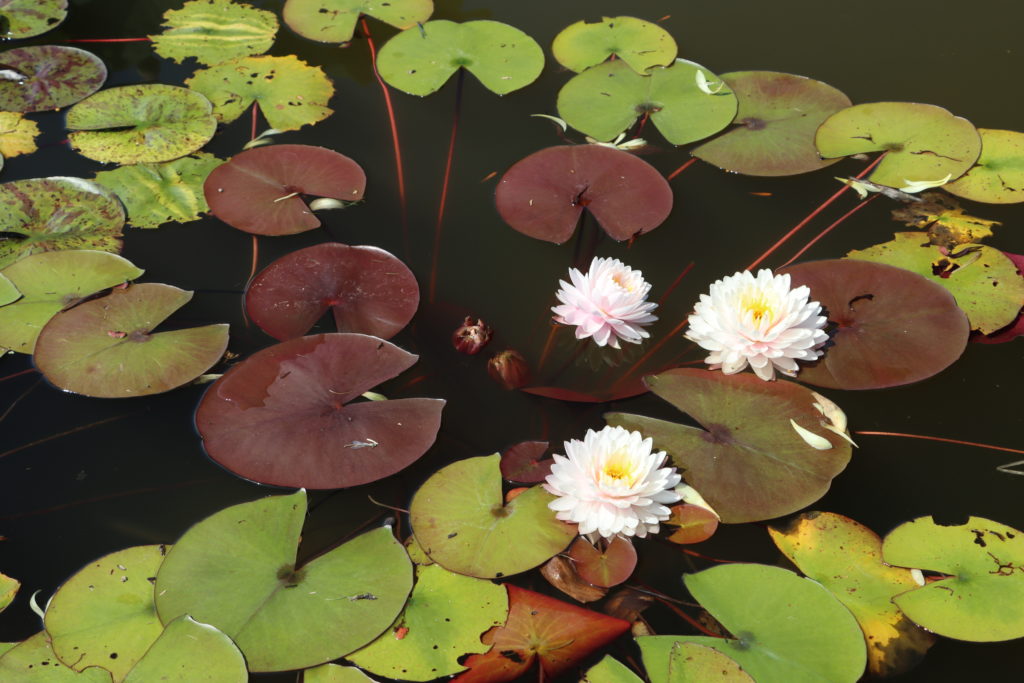 2022 Hardy Waterlily 12 - July 04 2022