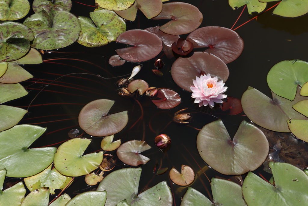 2022 Hardy Waterlily 12 - July 12 2022