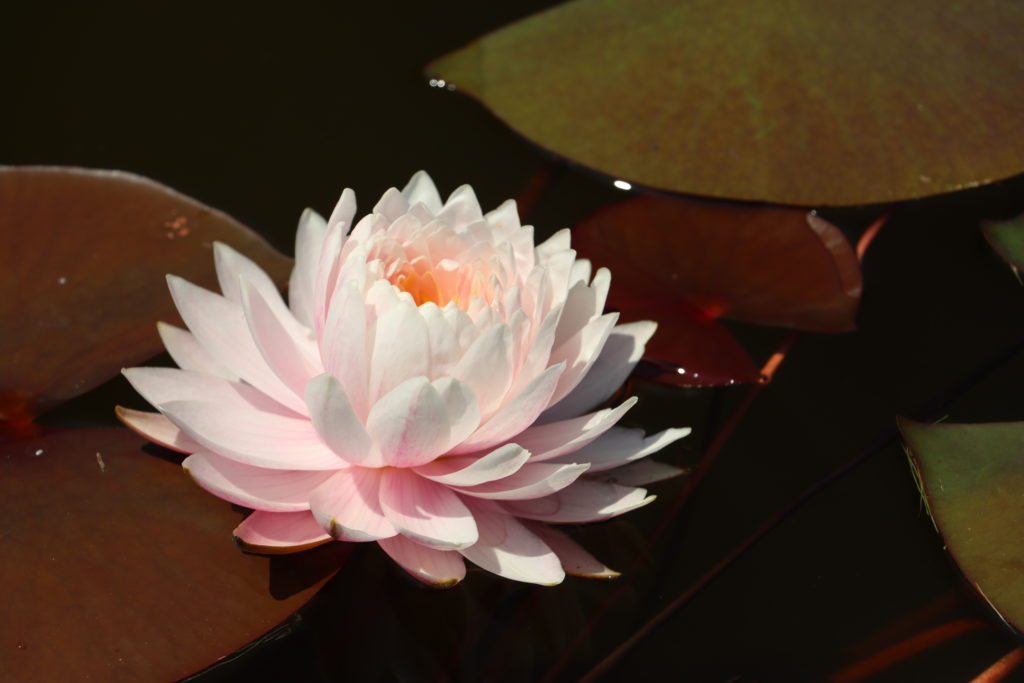 2022 Hardy Waterlily 12 - July 12 2022