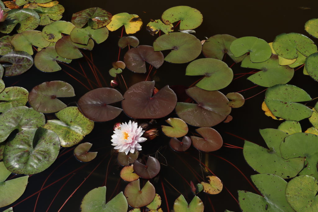 2022 Hardy Waterlily 12 - July 17 2022