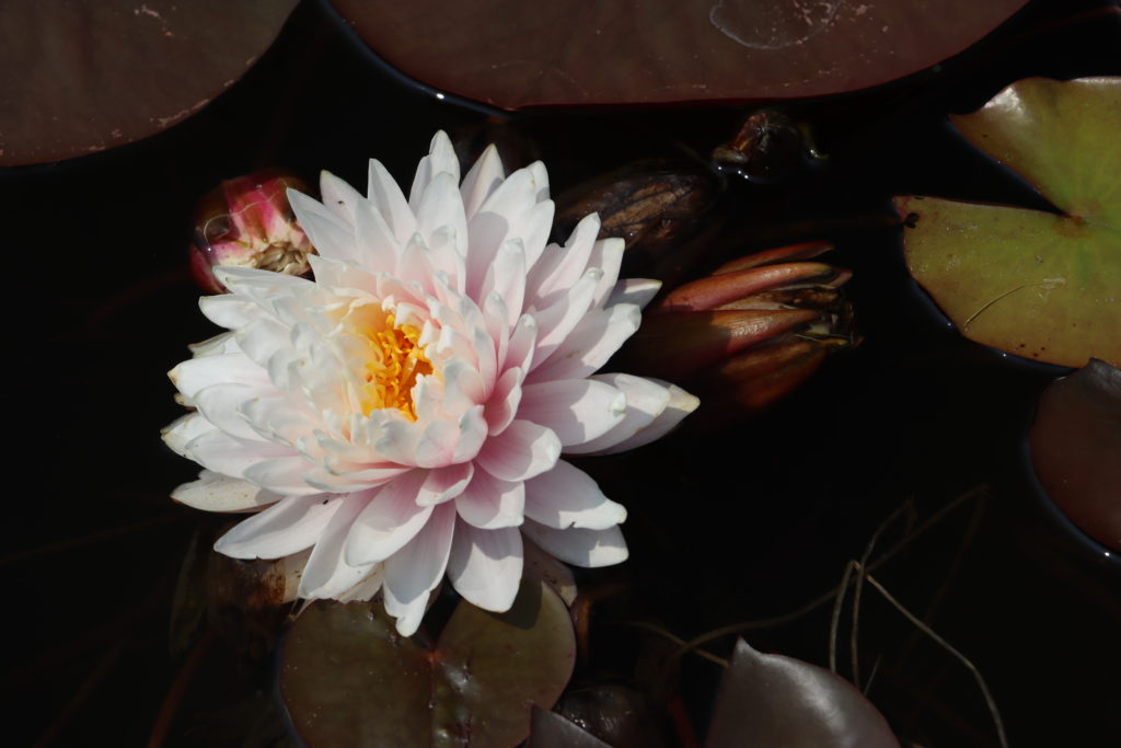 2022 Hardy Waterlily 12 - July 17 2022