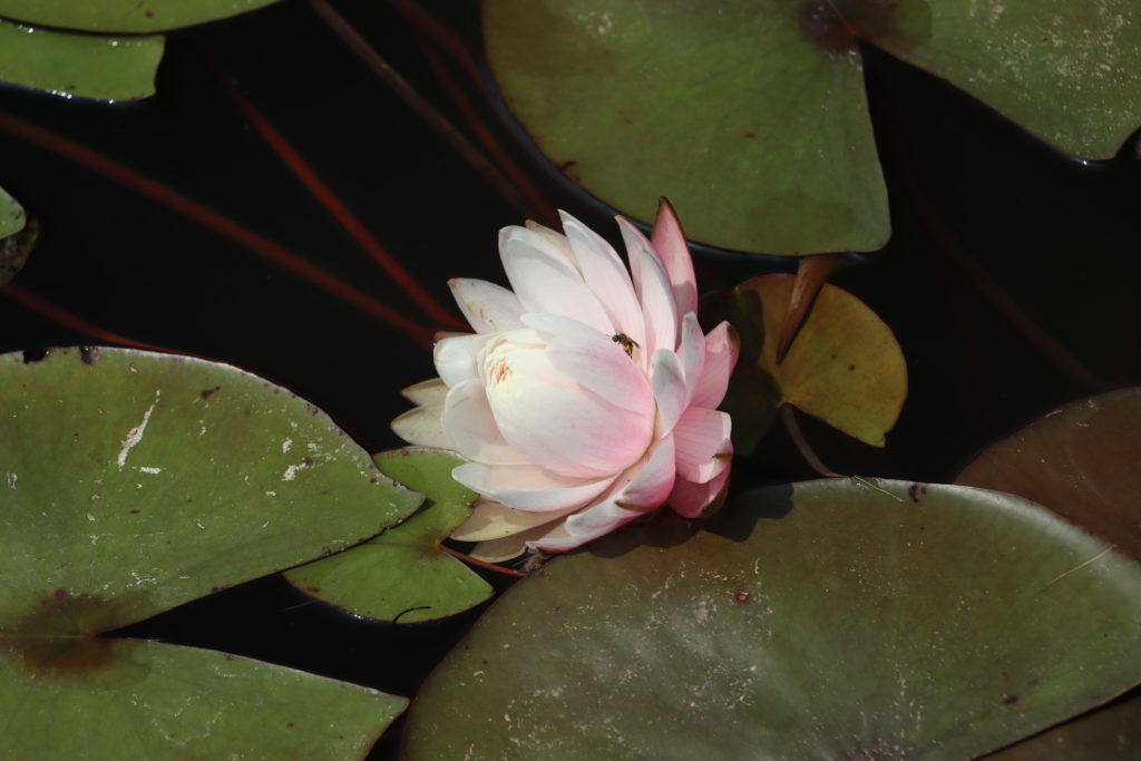 2022 Hardy Waterlily 12 - July 19 2022