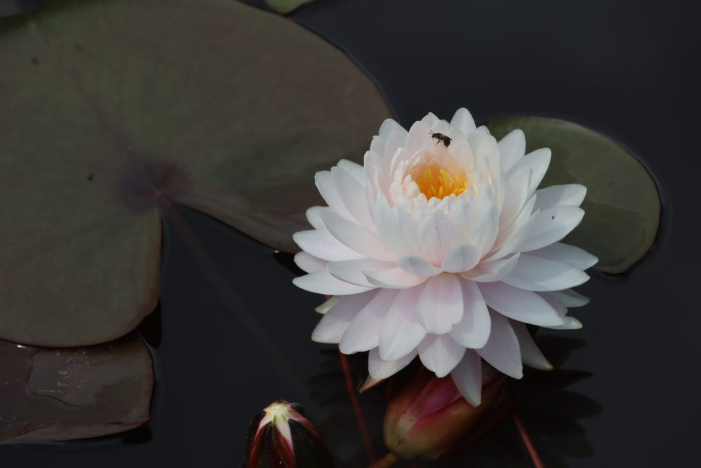 2022 Hardy Waterlily 12 - July 23 2022