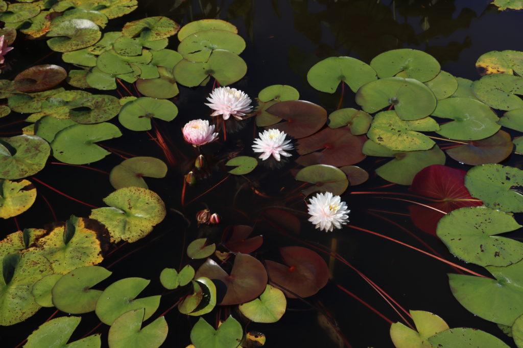 2022 Hardy Waterlily 12 - July 27 2022