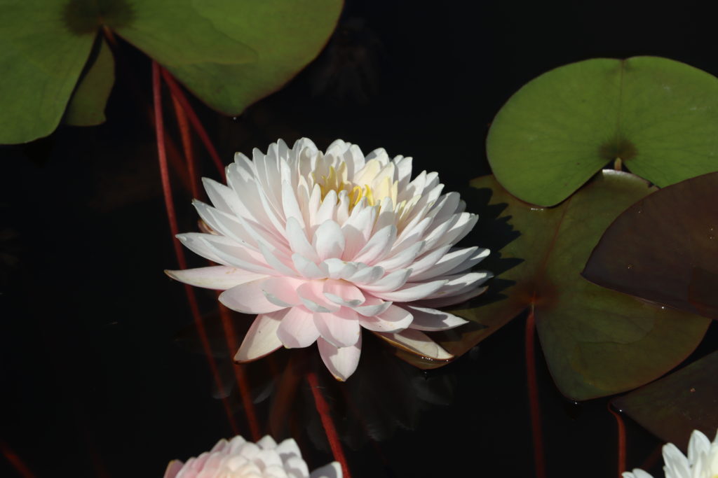 2022 Hardy Waterlily 12 - July 27 2022