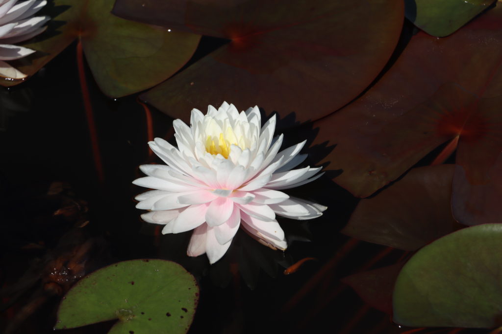 2022 Hardy Waterlily 12 - July 27 2022
