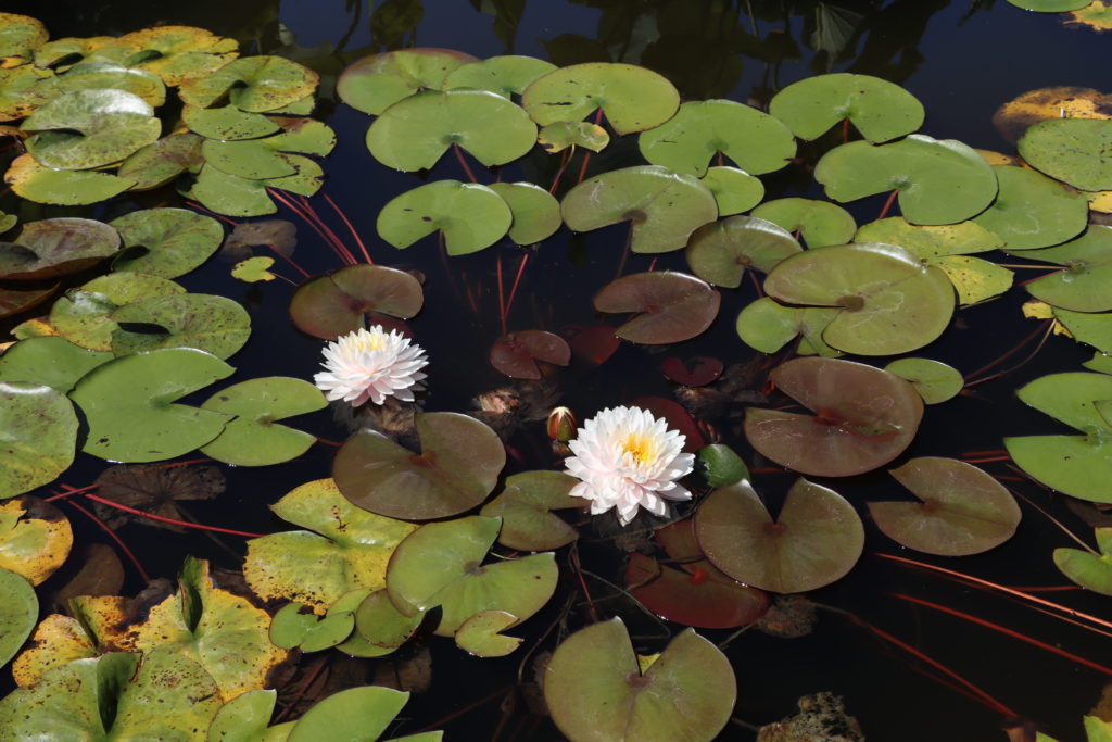 2022 Hardy Waterlily 12 - August 01 2022