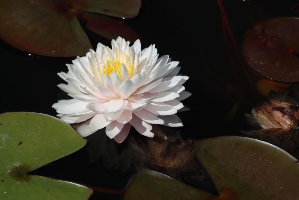 2022 Hardy Waterlily 12 - August 01 2022