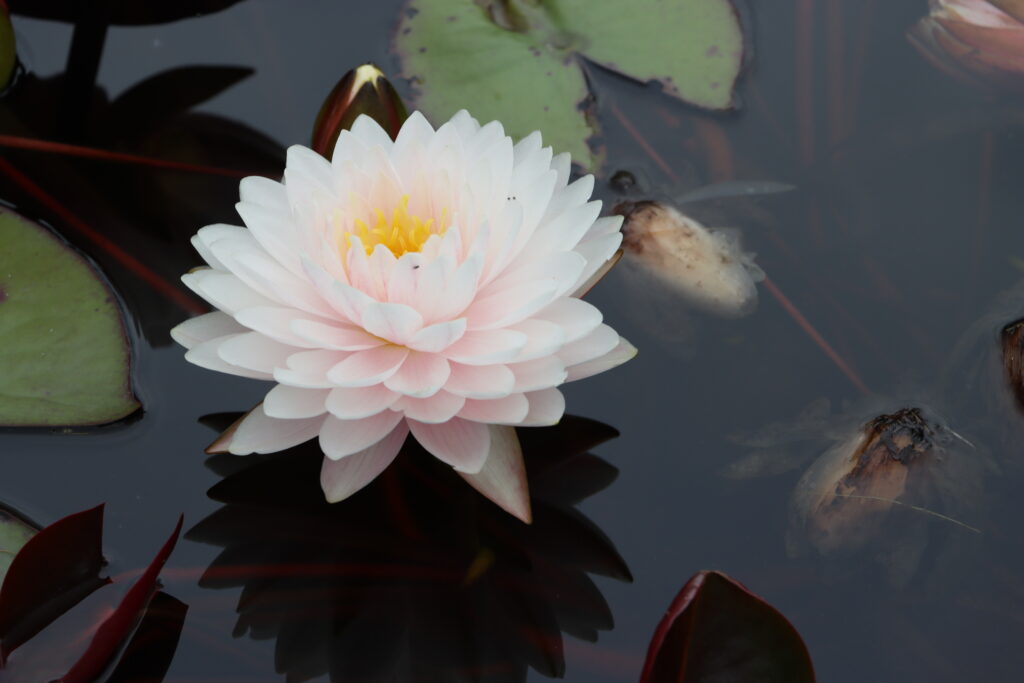 2022 Hardy Waterlily 12 - August 15 2022