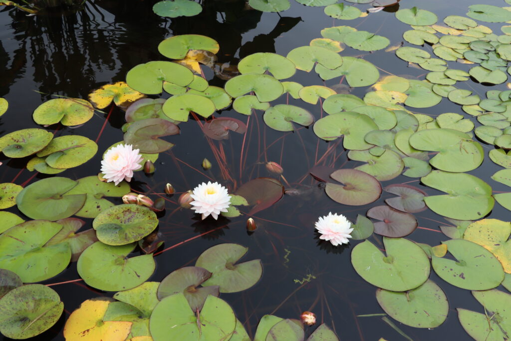 2022 Hardy Waterlily 12 - August 17 2022