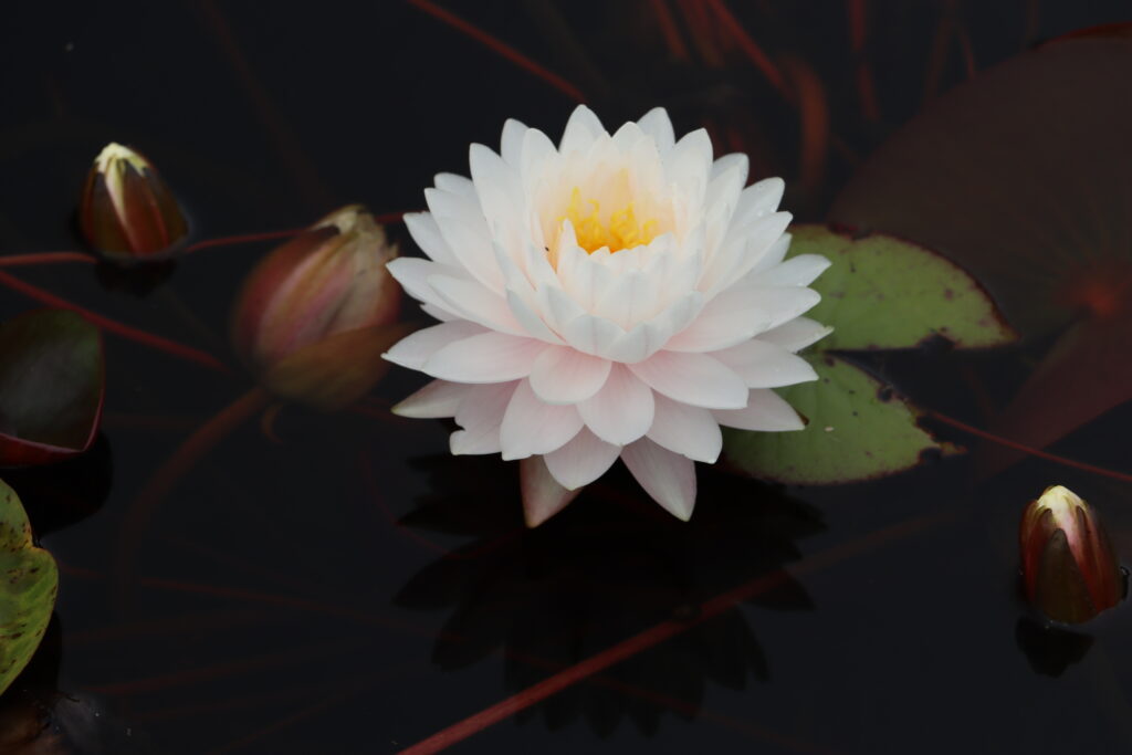 2022 Hardy Waterlily 12 - August 17 2022