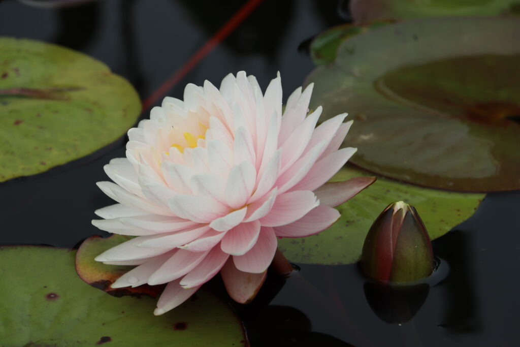 2022 Hardy Waterlily 12 - August 17 2022