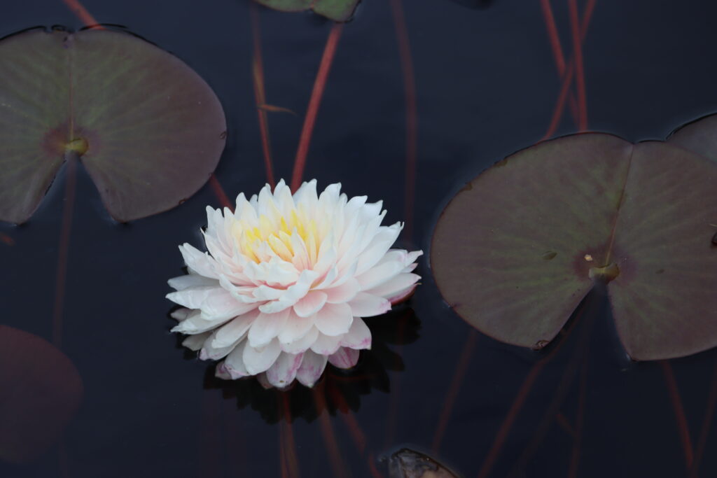 2022 Hardy Waterlily 12 - September 02 2022