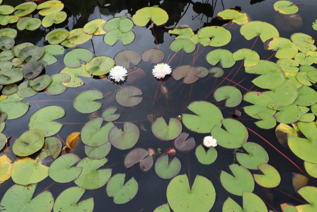 2022 Hardy Waterlily 12 - September 02 2022