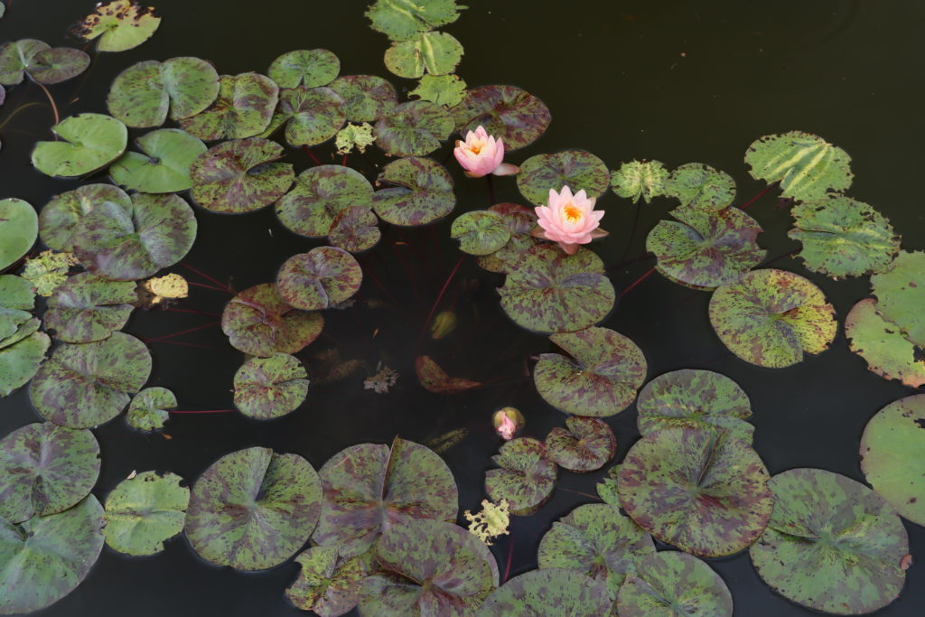 2022 Hardy Waterlily 13 - June 23 2022