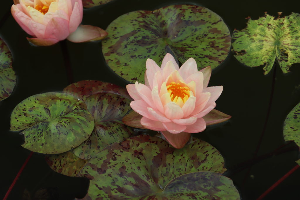 2022 Hardy Waterlily 13 - June 23 2022