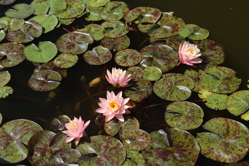 2022 Hardy Waterlily 13 - June 30 2022