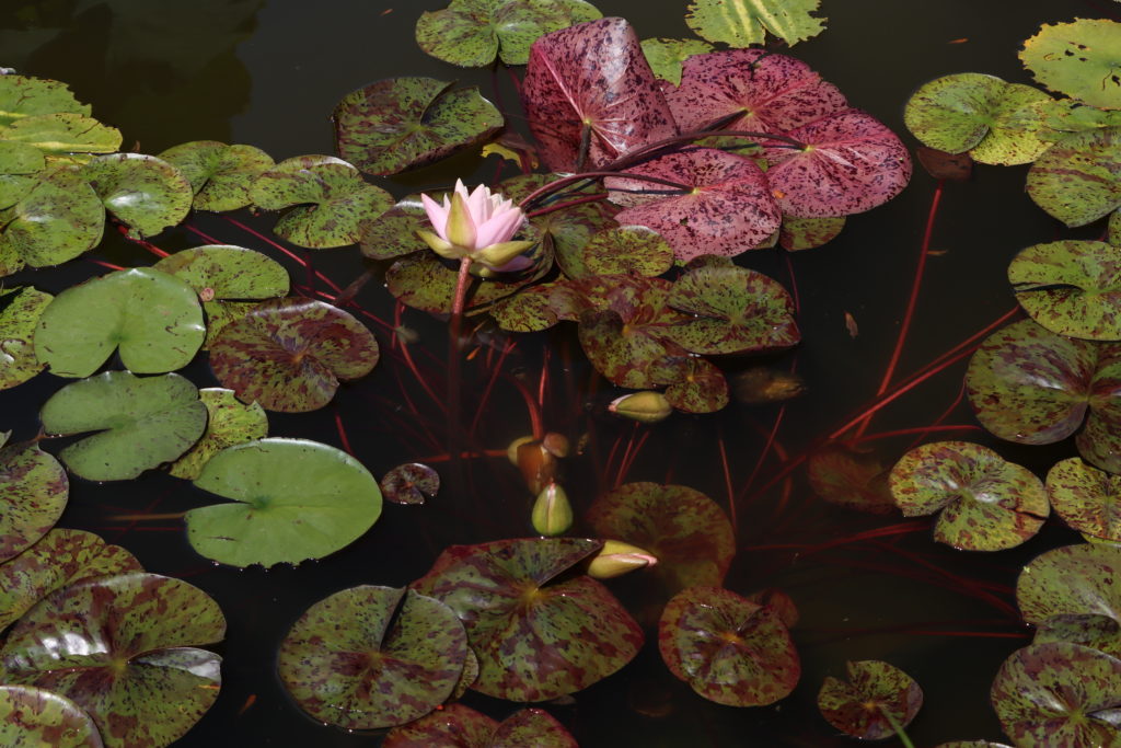 2022 Hardy Waterlily 13 - July 03 2022