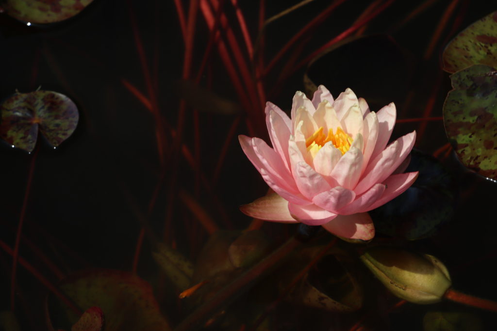 2022 Hardy Waterlily 13 - July 04 2022