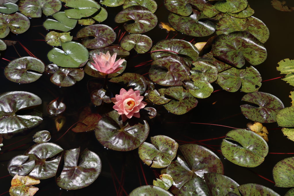 2022 Hardy Waterlily 13 - July 05 2022