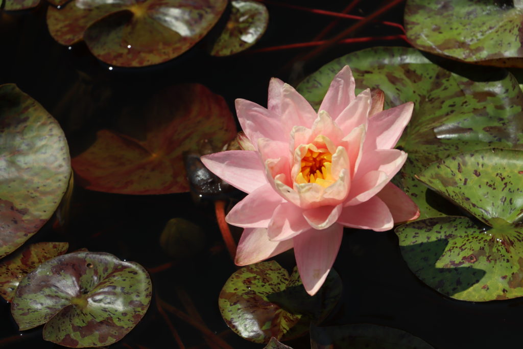 2022 Hardy Waterlily 13 - July 12 2022