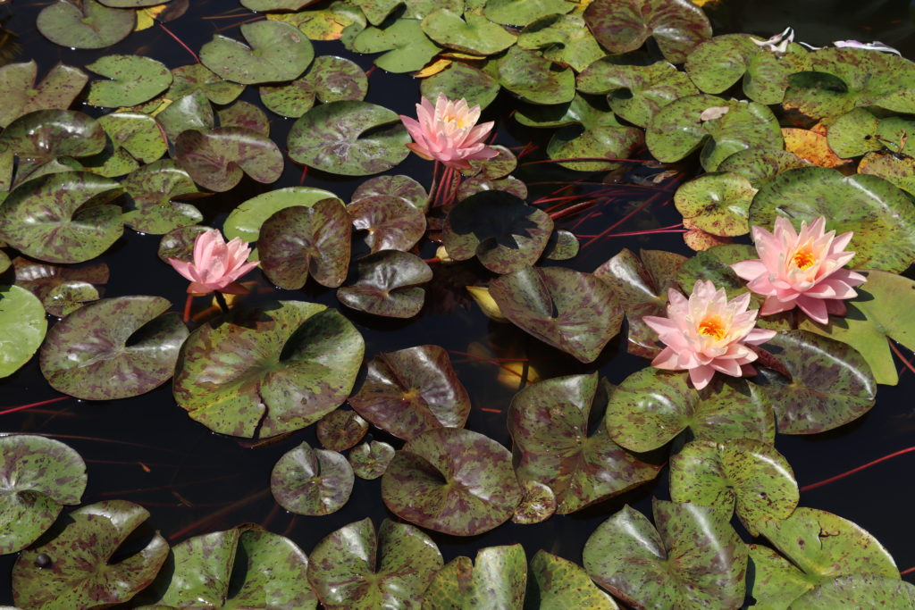 2022 Hardy Waterlily 13 - July 13 2022