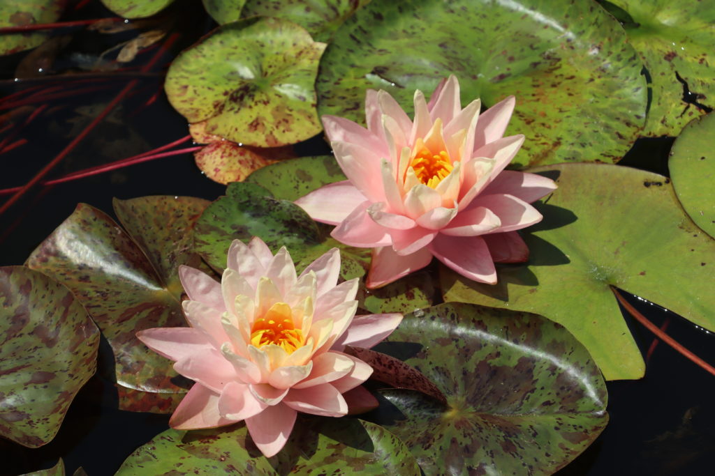 2022 Hardy Waterlily 13 - July 13 2022