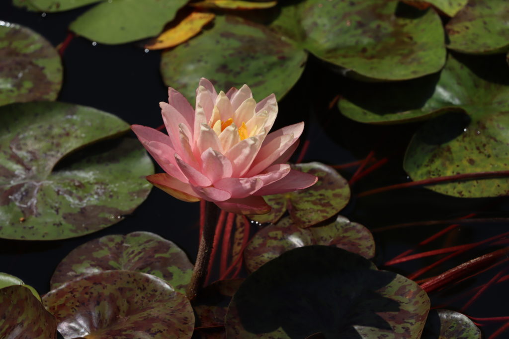 2022 Hardy Waterlily 13 - July 13 2022