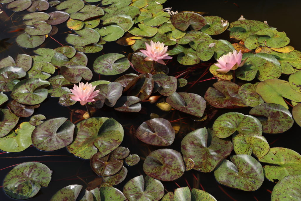 2022 Hardy Waterlily 13 - July 17 2022