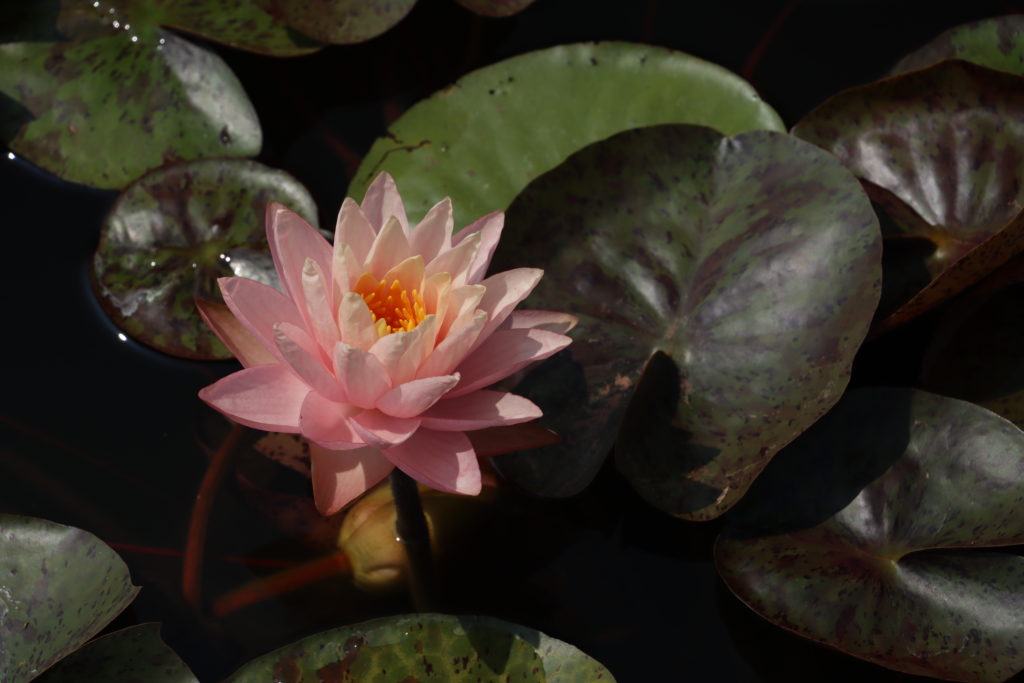 2022 Hardy Waterlily 13 - July 17 2022