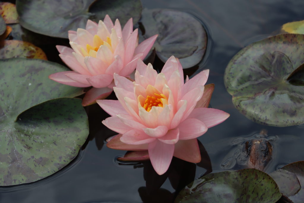 2022 Hardy Waterlily 13 - July 23 2022