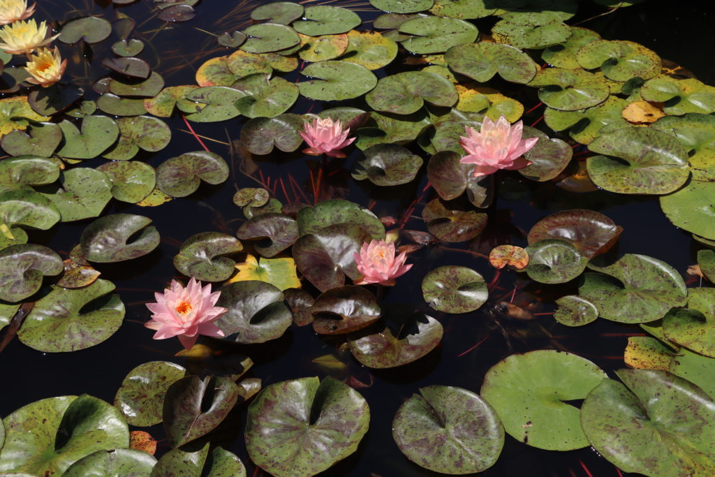 2022 Hardy Waterlily 13 - July 26 2022