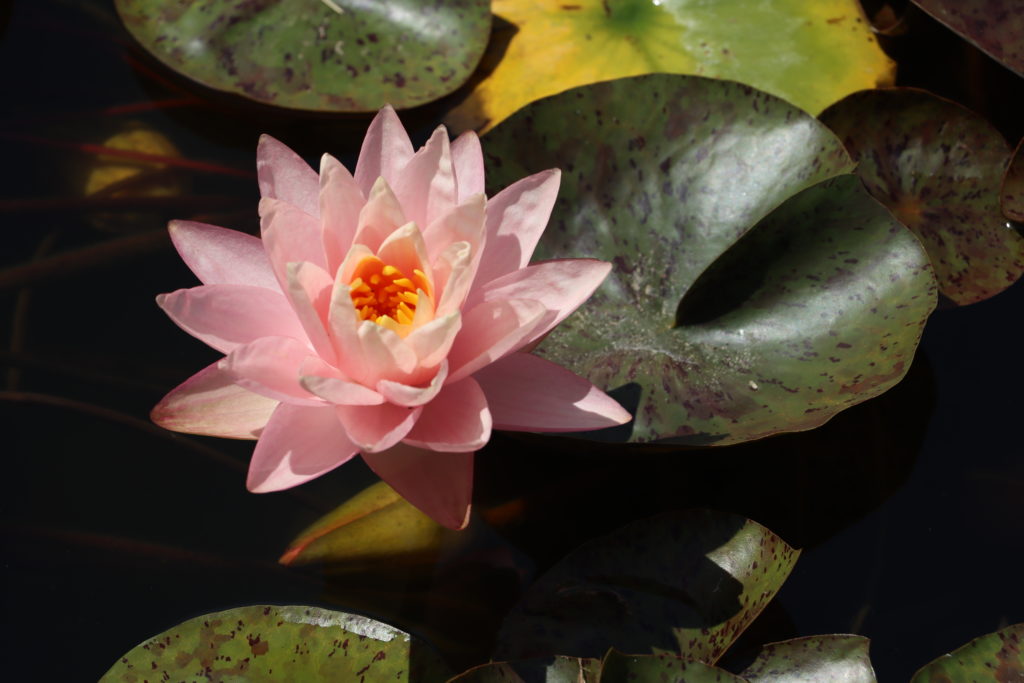 2022 Hardy Waterlily 13 - July 26 2022