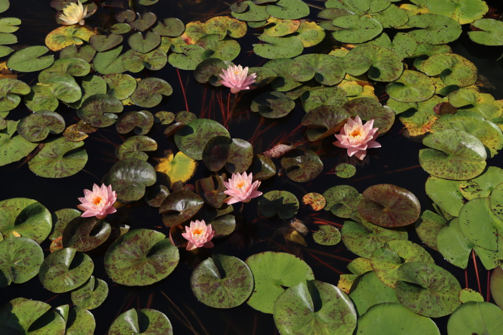 2022 Hardy Waterlily 13 - July 27 2022